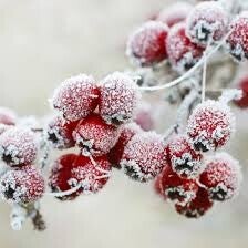 Diffuseur voiture baie givrée