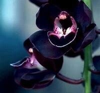 Jelly orchidée perle noire