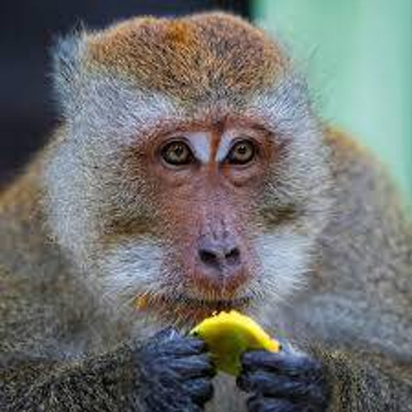 Pets de singe