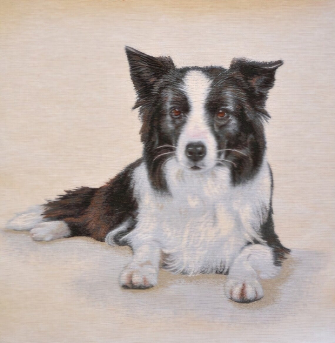 Sierkussen Border Collie