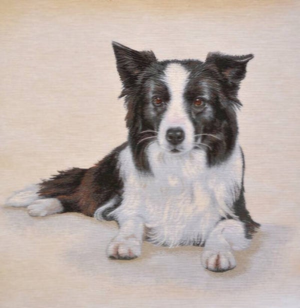 Sierkussen Border Collie