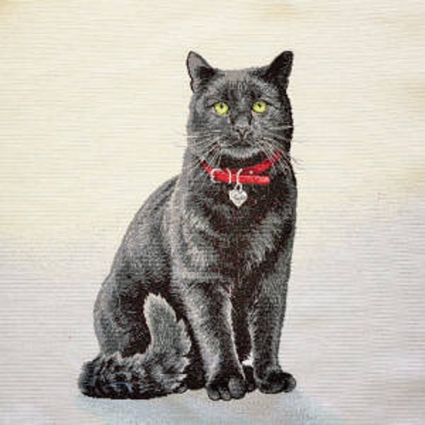 Sierkussen Zwarte Poes