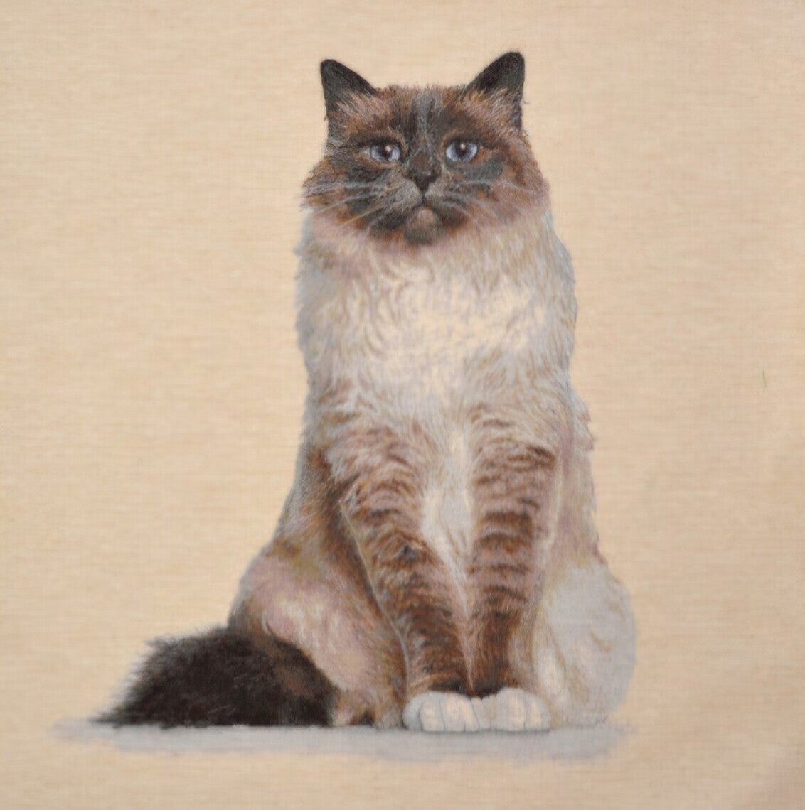 Sierkussen Ragdoll