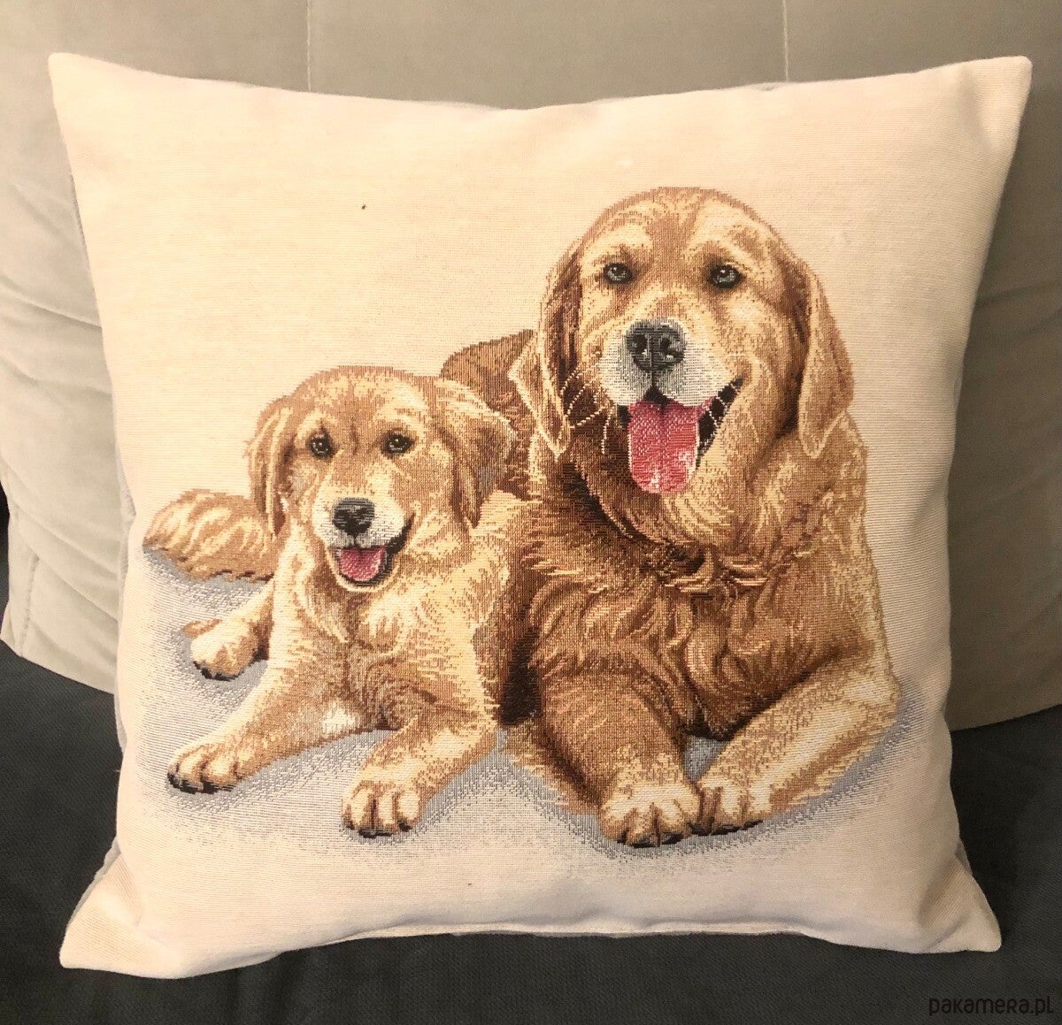 Sierkussens Golden Retrievers