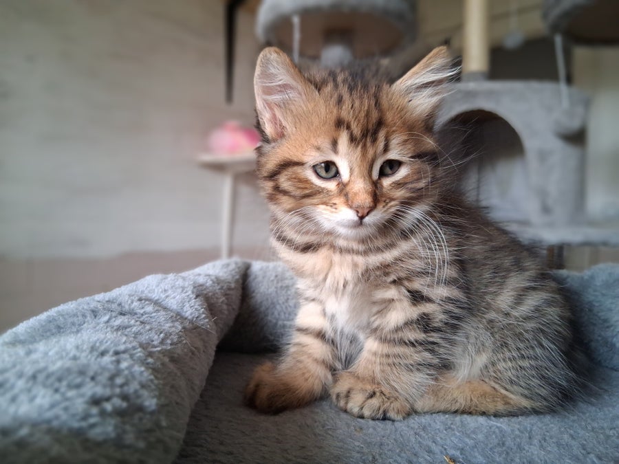 Chaton munchkin pattes courtes