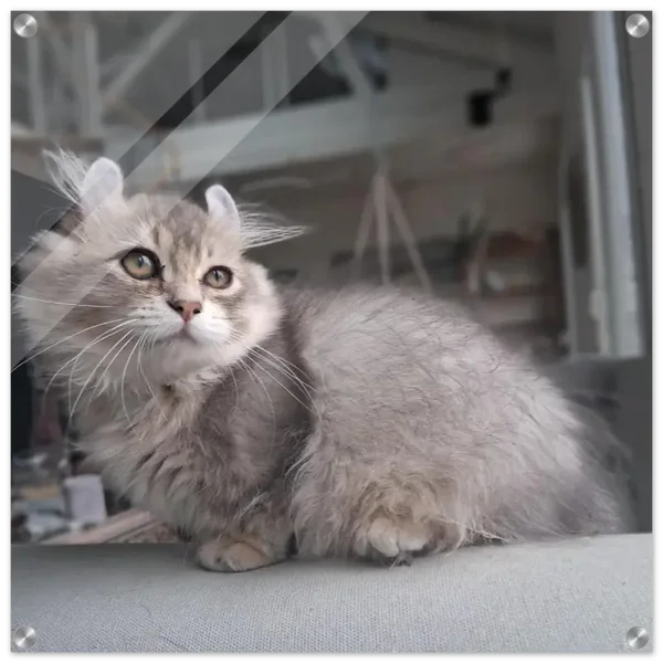 Impression photo sur Verre Acrylique