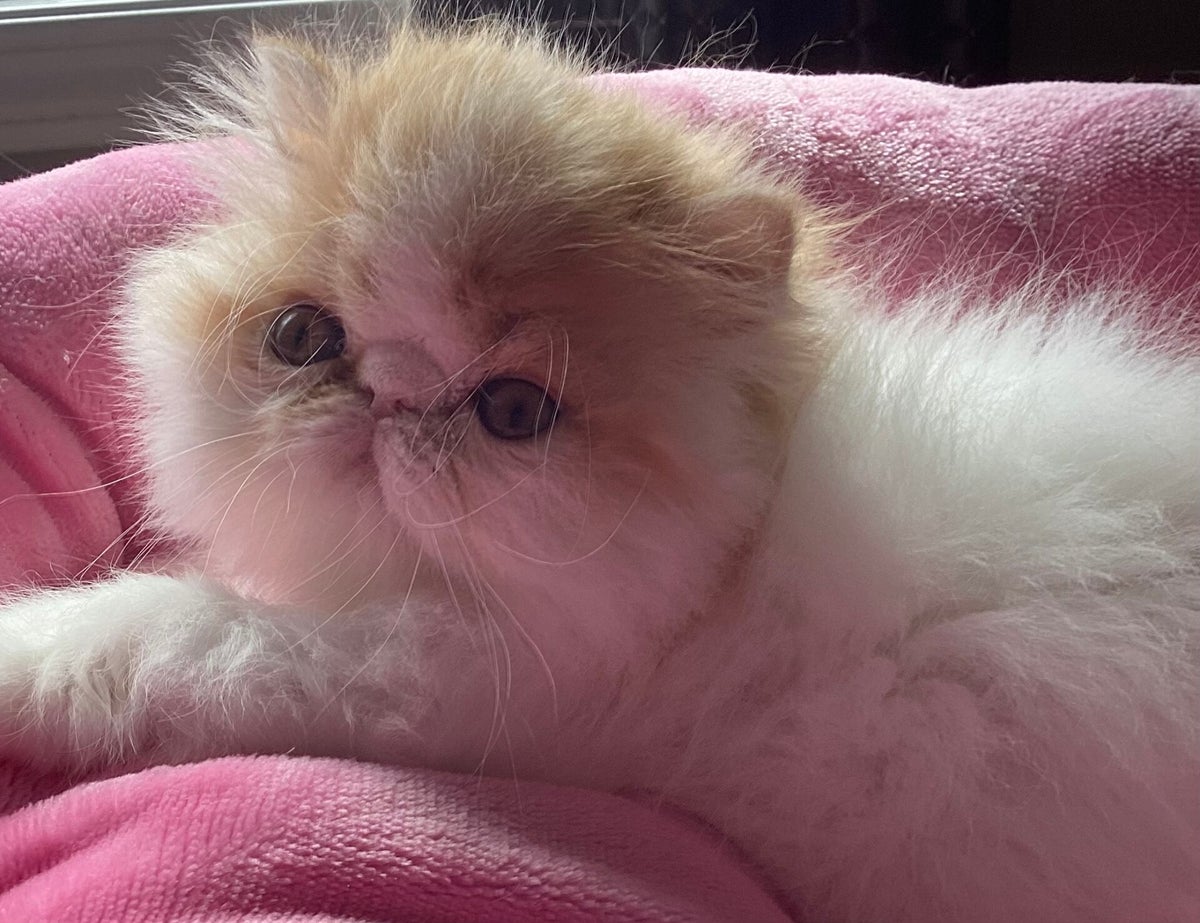 Image showcasing Exotic shorthair & Longhair Persian Kittens | OceanPurrls Persian Kittens