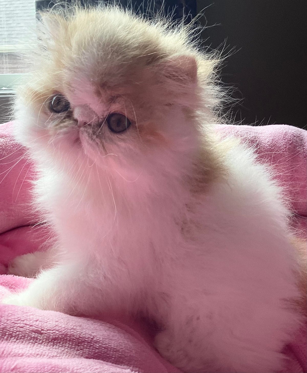 Exotic shorthair & Longhair Persian Kittens | OceanPurrls Persian Kittens - Genetic Testing Kits For Persian Longhair Kittens
