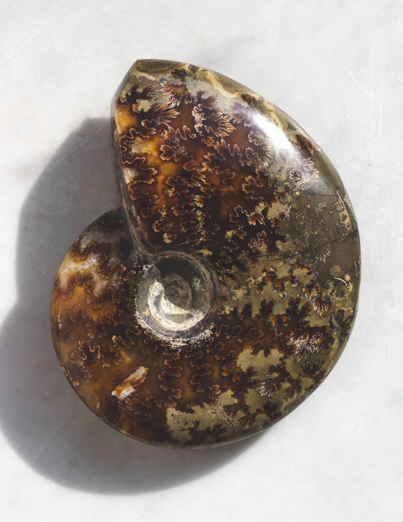 House of Zoluna / Ammonite