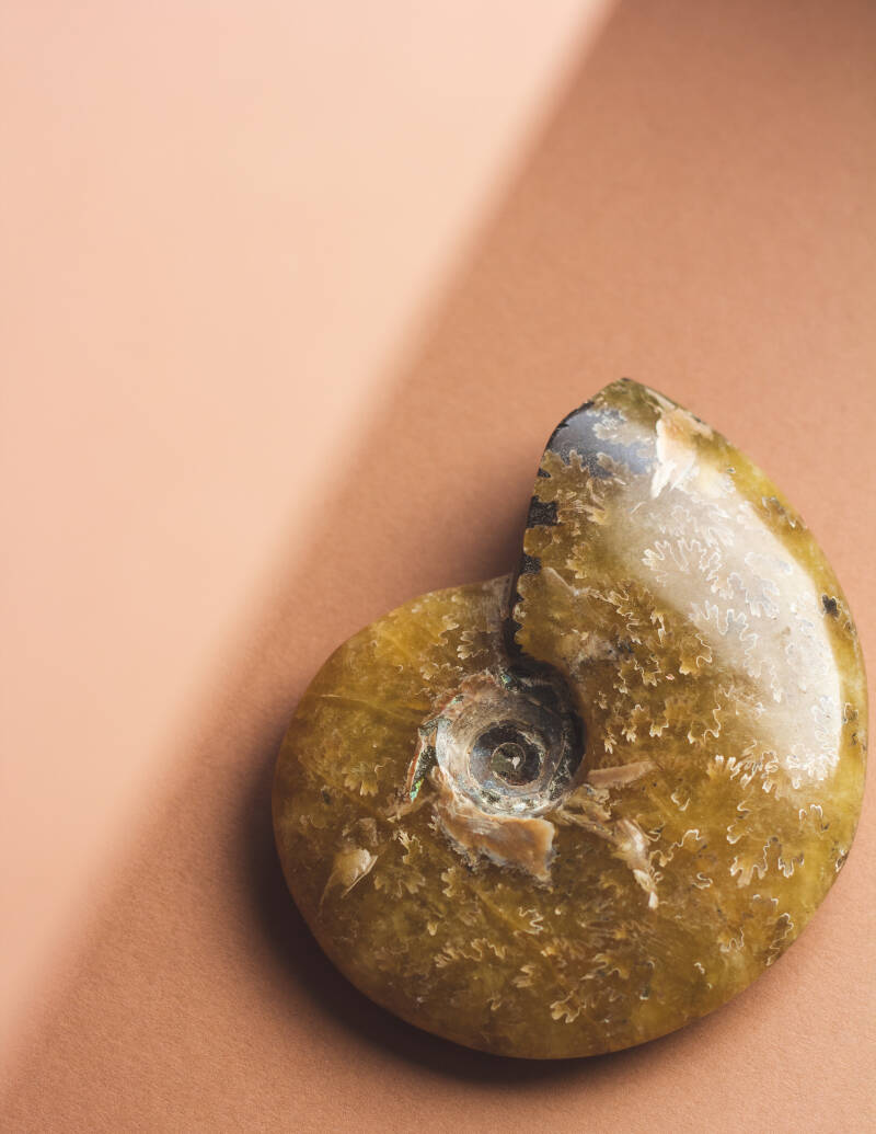 House of Zoluna / Ammonite