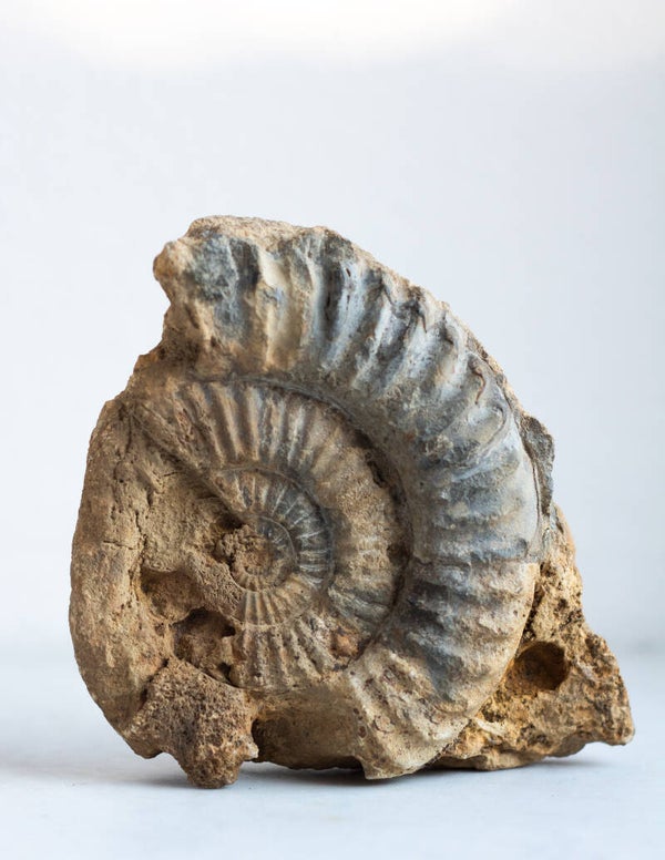 NATURAL AMMONITE FOSSIL
