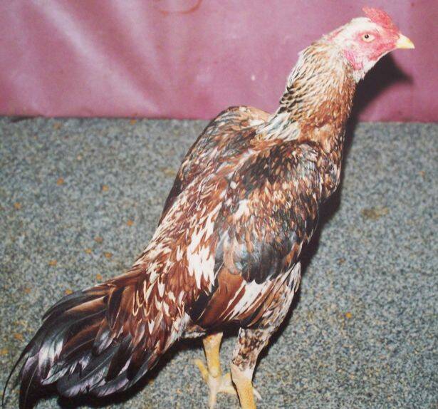 1989 Hınt Tayyar Papuccuoglu