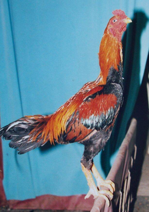 2002  Isık gundogdu