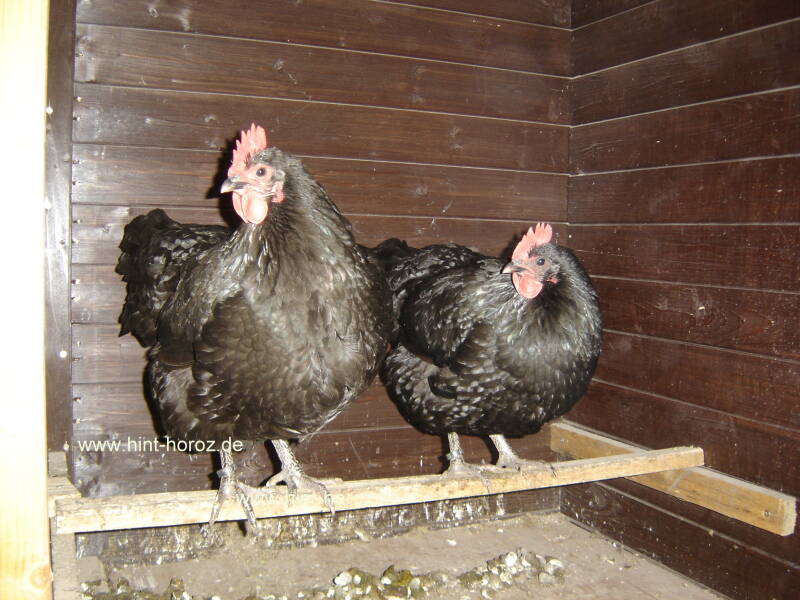 zwei Australorps Hennen