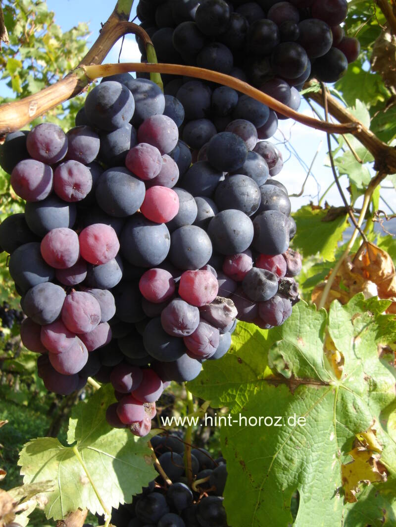 rote Weintrauben