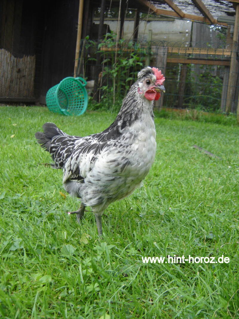 Brabanter Bauernhuhn