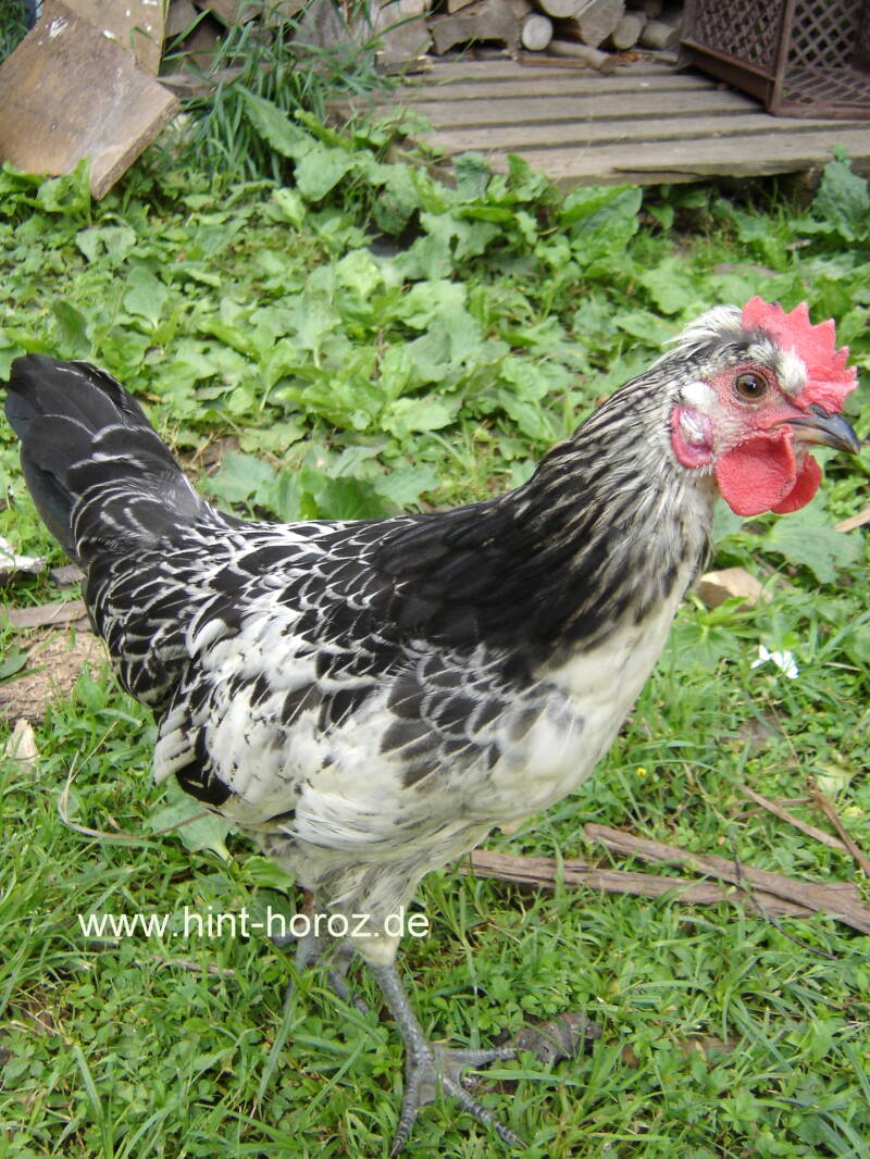 Brabanter Bauernhuhn