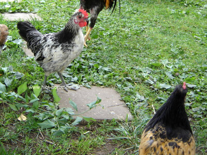 Brabanter Bauernhuhn