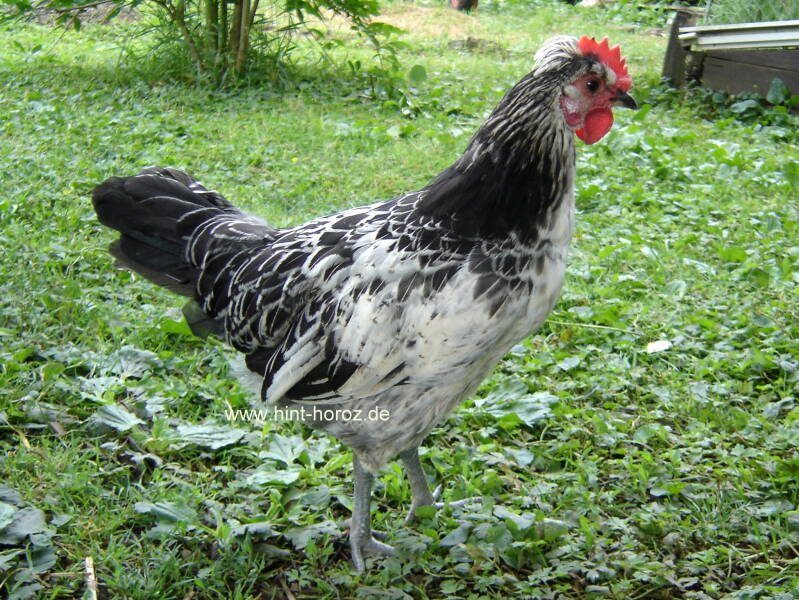 Brabanter Bauernhuhn