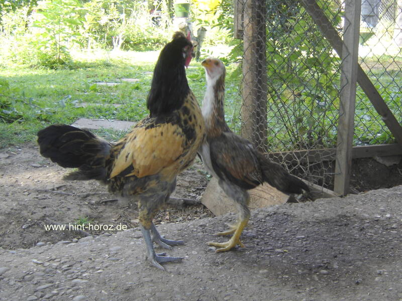 Brabanter Bauernhuhn