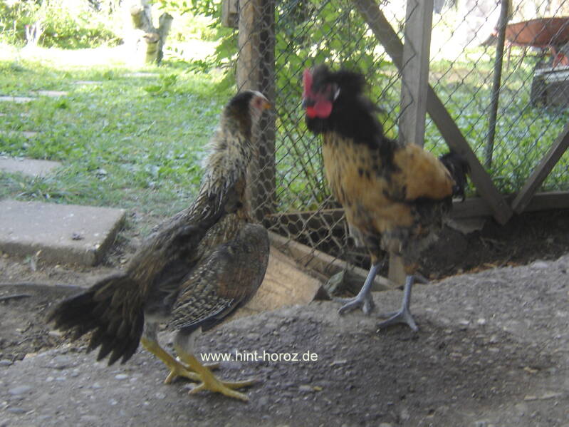 Brabanter Bauernhuhn