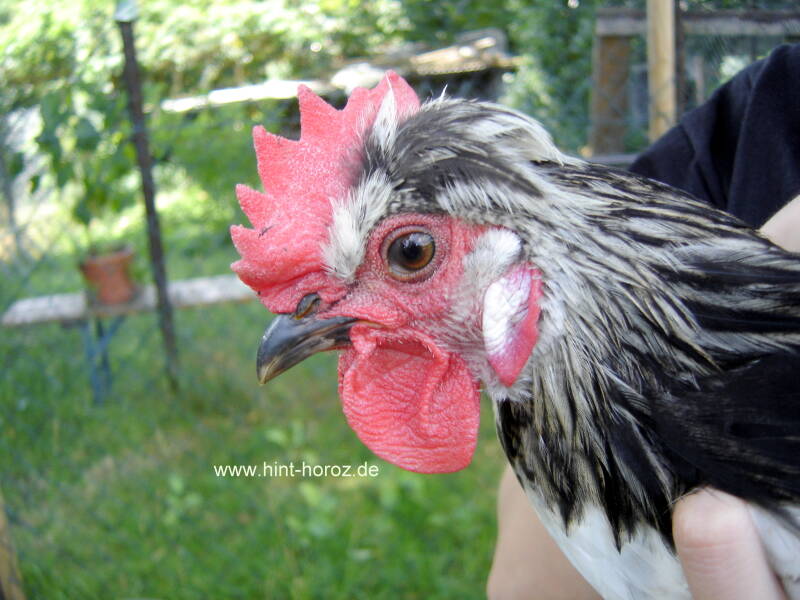Brabanter Bauernhuhn