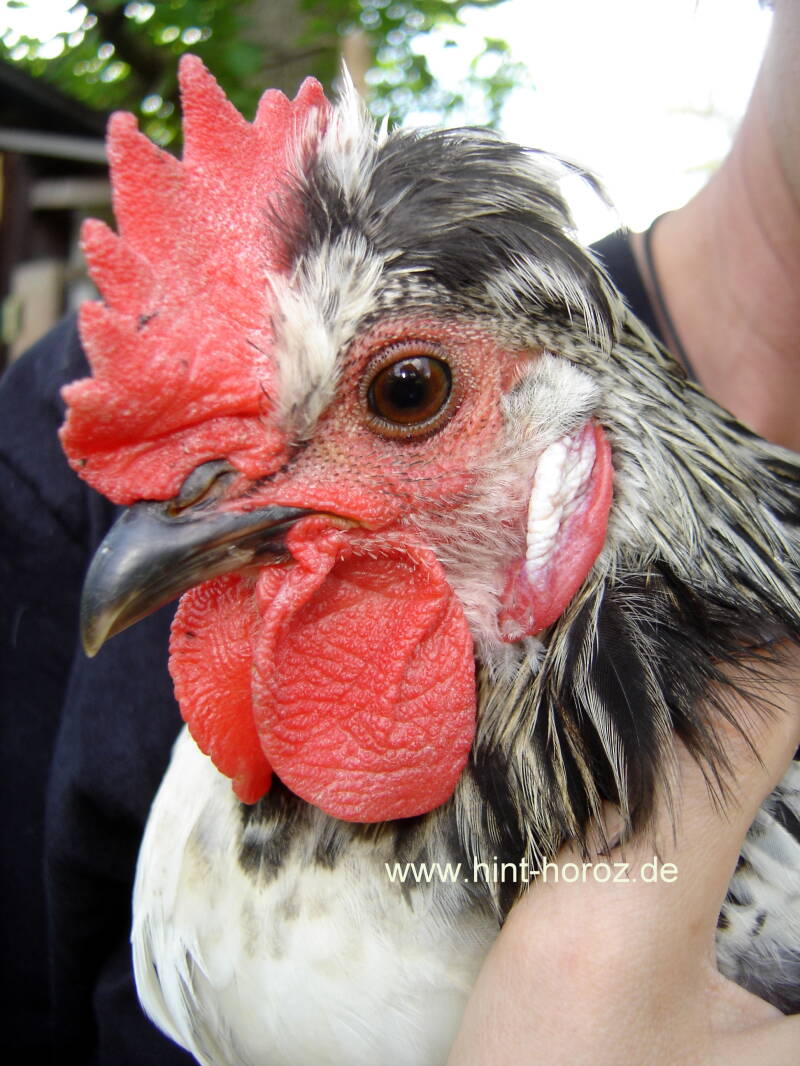 Brabanter Bauernhuhn