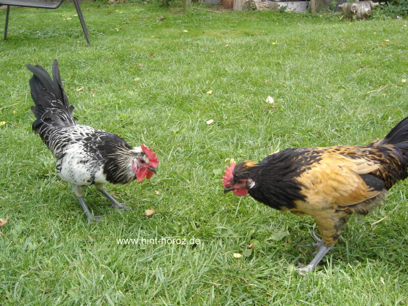 Brabanter Bauernhuhn