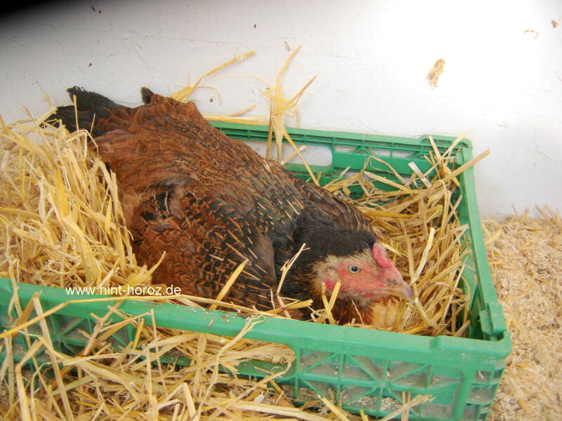 Henne auf Bruteier