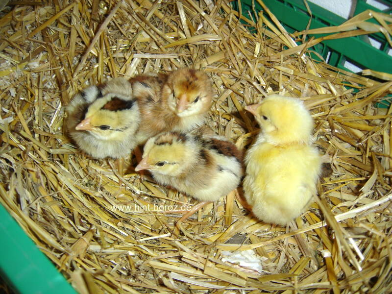 geschlüpfte küken