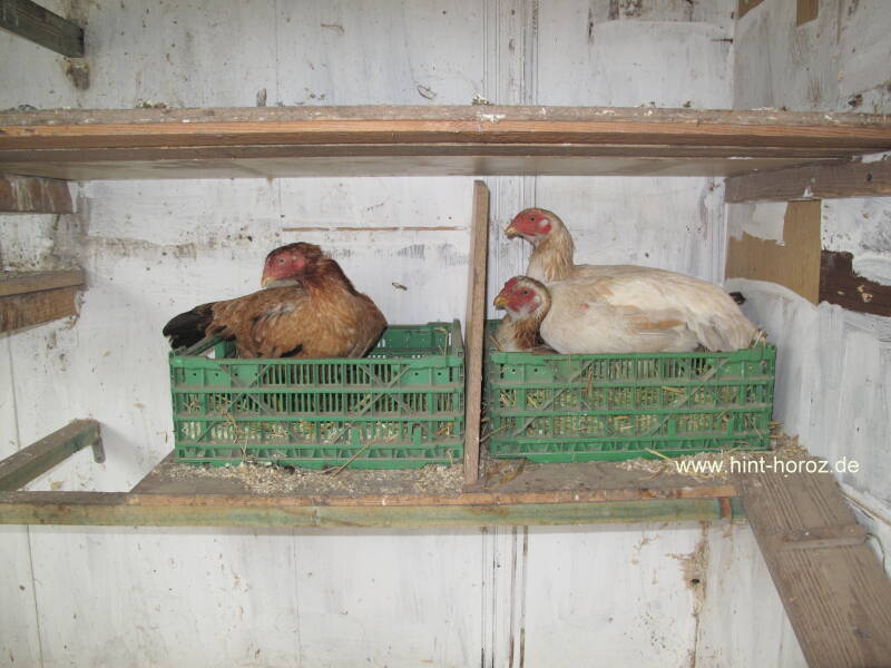 Hennen in den Legenester