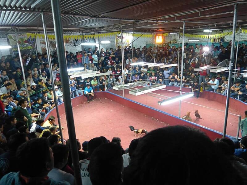 Cockfighting Arena