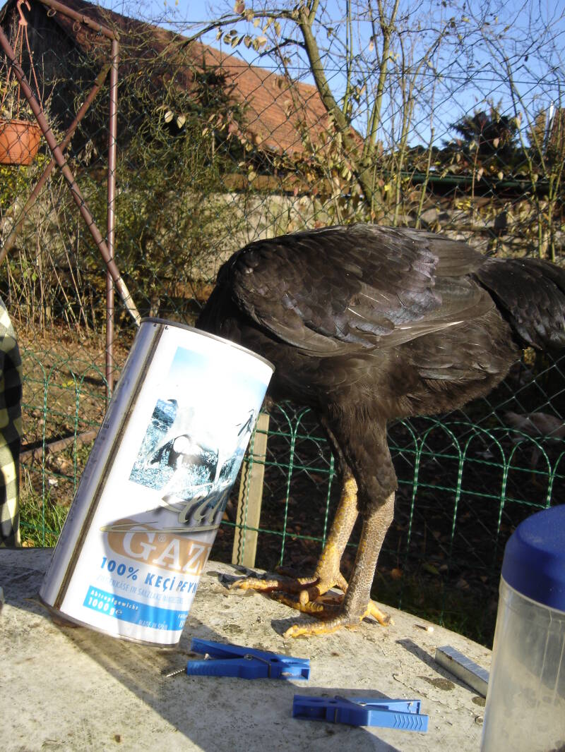 Junghahn immer auf der Suche nach Futter