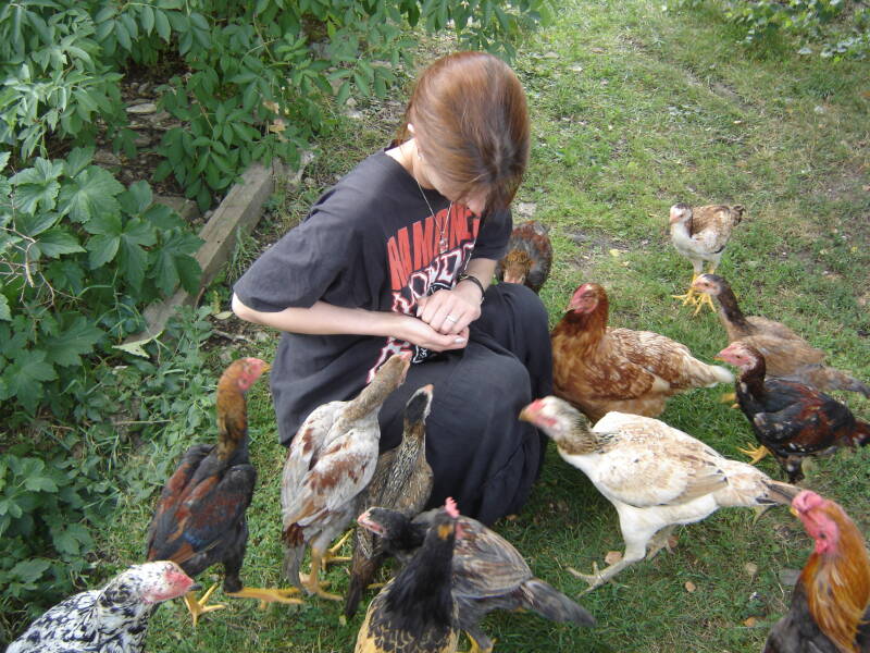 Kampfhühner sind sehr zutraulich