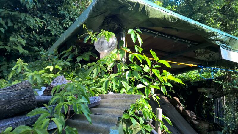WilderWein
