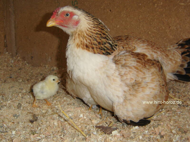 Hinthenne mit Küken