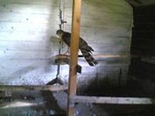 junger habicht im hühnerstall