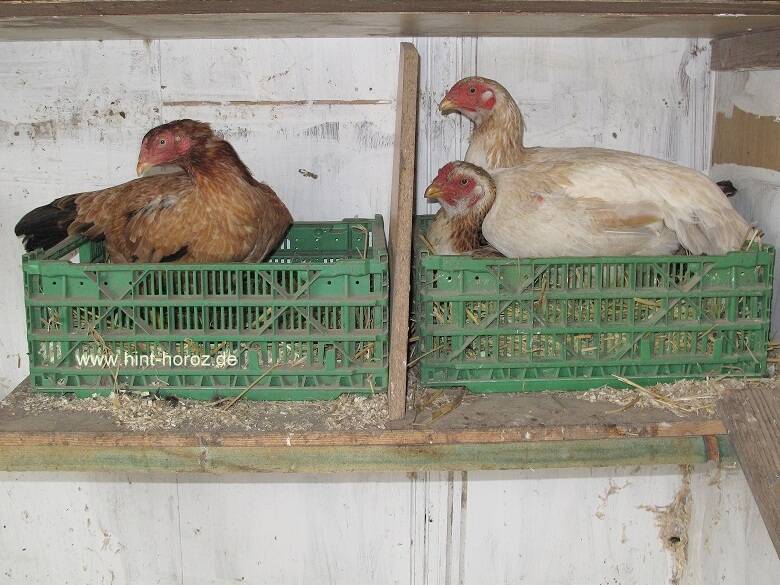 drei Hennen im Legenest