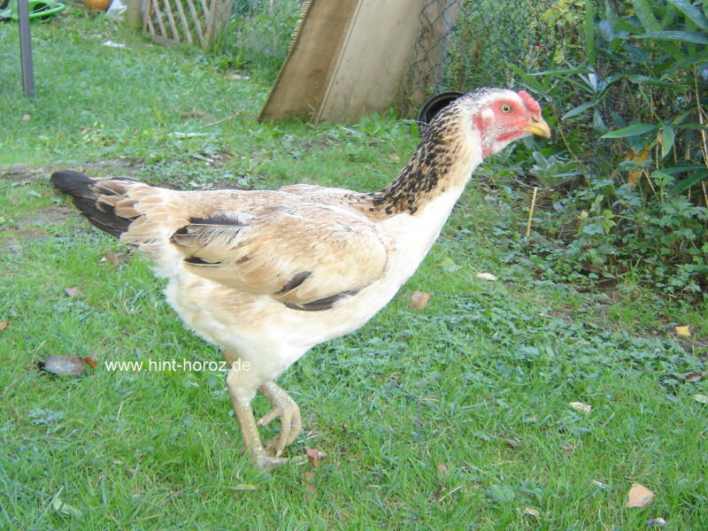 Hinthoroz_henne