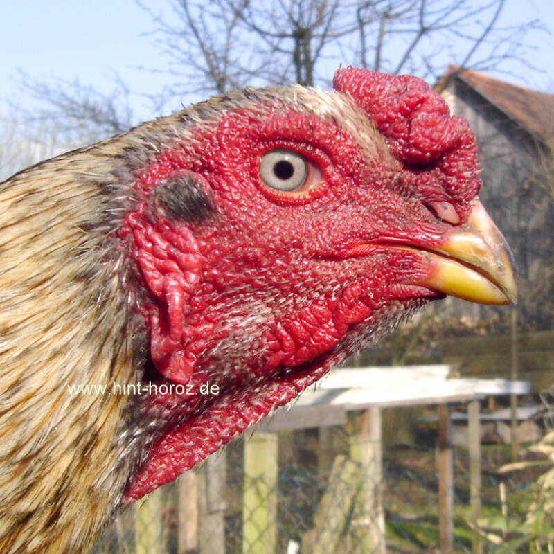 Kopfstudie eines Hinthoroz Hahnes