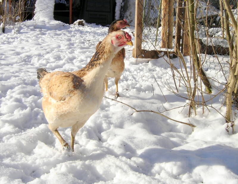 Hinthennen im Winter