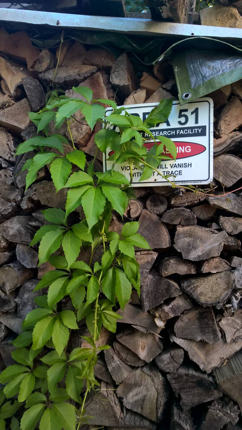 WilderWein