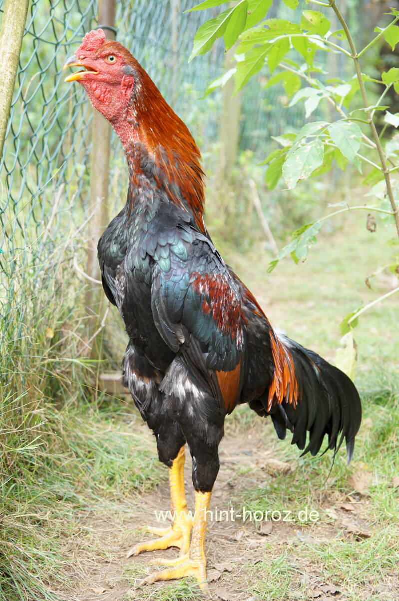 Iranian Assel