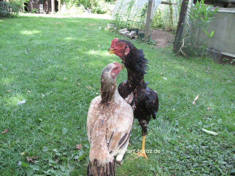 Althenne und Junghahn