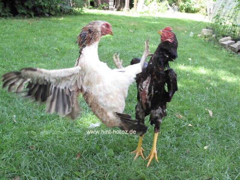 Althenne und Junghahn