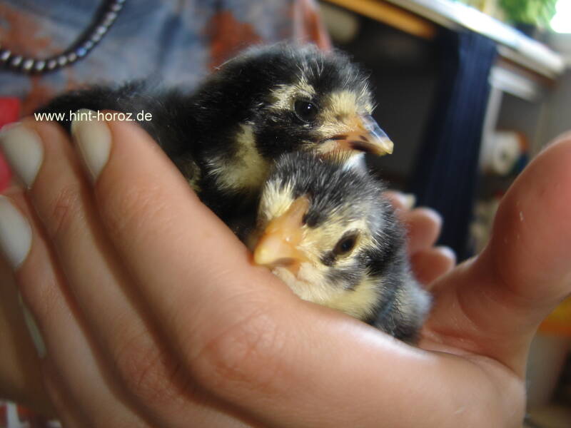 Küken in der Hand