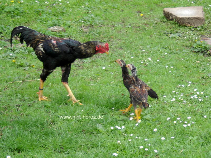 Hahn unterbindet den Kükenkampf