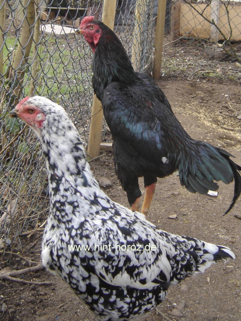 Mutterhenne mit Junkhahn (Crossmix)