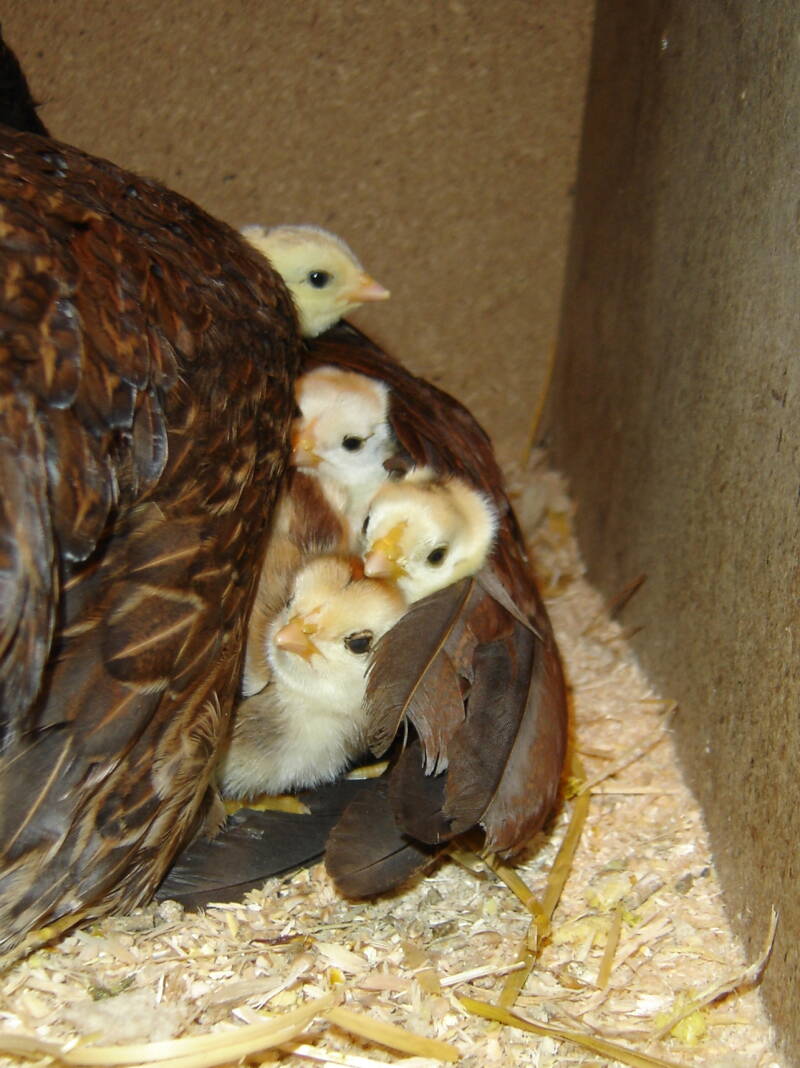 Küken unter der Glucke