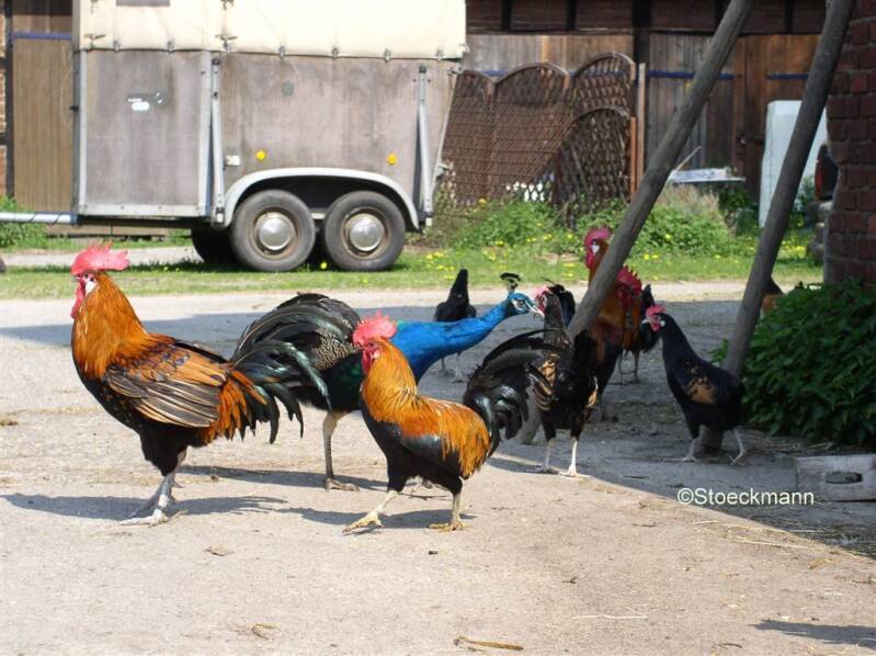 Langkräher auf dem hof